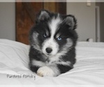 Small #1 Pomsky