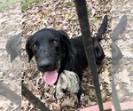 Small #1 Labrador Retriever