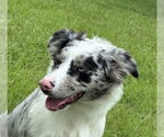 Small Australian Shepherd