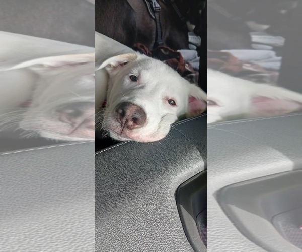 Medium Photo #11 Siberian Husky-Unknown Mix Puppy For Sale in Holly Springs, NC, USA