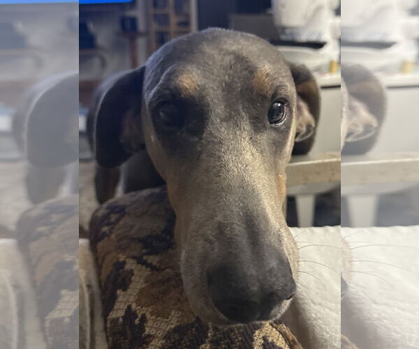 Medium Photo #1 Doberman Pinscher Puppy For Sale in Minneaoplis, MN, USA