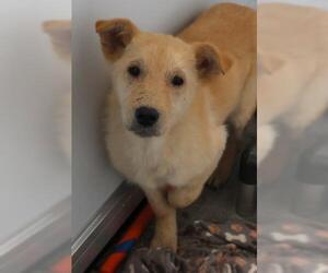 Mutt Dogs for adoption in Thief River Falls, MN, USA