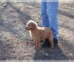 Small Photo #7 Goldendoodle Puppy For Sale in FAIR GROVE, MO, USA