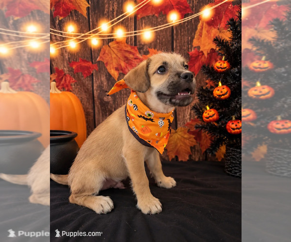 Medium Photo #1 French Bulldog-Poodle (Miniature) Mix Puppy For Sale in MORENO VALLEY, CA, USA