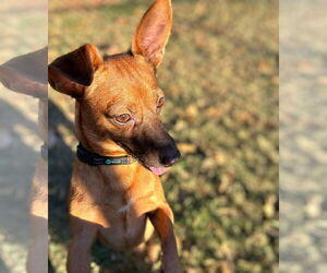 Dachshund-Unknown Mix Dogs for adoption in Arlington, VA, USA