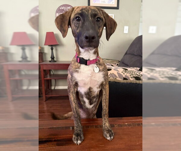 Medium Photo #6 Labrador Retriever-Unknown Mix Puppy For Sale in Salt Lake City, UT, USA