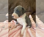 Puppy 4 Great Dane