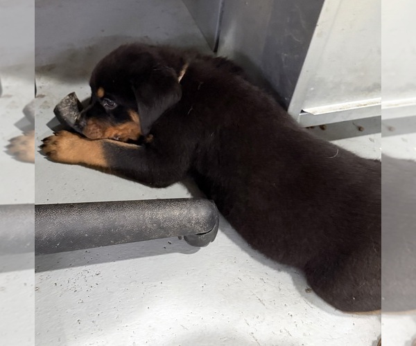 Medium Photo #3 Rottweiler Puppy For Sale in BRIGHTON, CO, USA