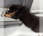 Small #2 Rottweiler
