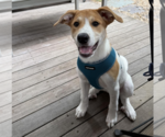 Small #16 Great Pyrenees Mix