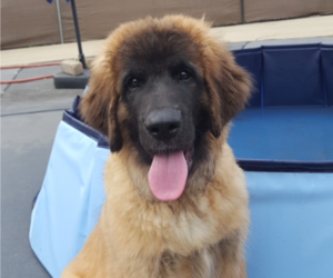 Leonberger Puppy for sale in MILWAUKEE, WI, USA