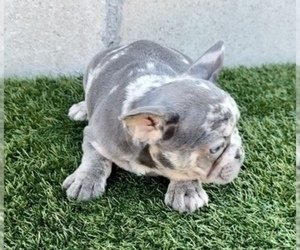 French Bulldog Puppy for sale in TULSA, OK, USA