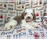 Small #8 Cavapoo