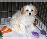 Small Photo #11 Cavachon Puppy For Sale in ORO VALLEY, AZ, USA