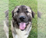 Small Photo #3 Anatolian Pyrenees Puppy For Sale in Canton, CT, USA
