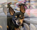 Small #1 Miniature Pinscher