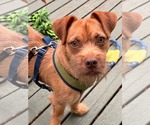 Small #2 Mutt