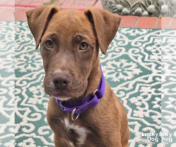 Medium Photo #3 Labrador Retriever-Unknown Mix Puppy For Sale in Washington, DC, USA