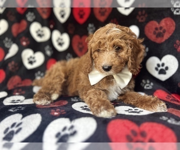 Medium Photo #2 Cock-A-Poo Puppy For Sale in LAKELAND, FL, USA