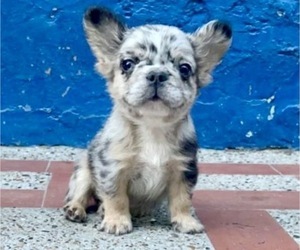 French Bulldog Puppy for sale in SAN FRANCISCO, CA, USA