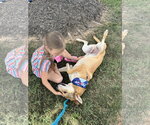 Small #38 German Shepherd Dog Mix