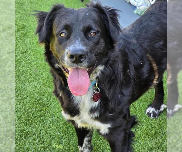 Medium Photo #2 Collie-Unknown Mix Puppy For Sale in San Diego, CA, USA