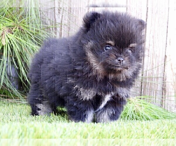 Medium Photo #8 Pomeranian Puppy For Sale in BOSTON, MA, USA