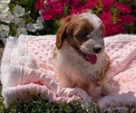 Small #3 Cavapoo