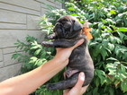 Puppy 3 French Bulldog