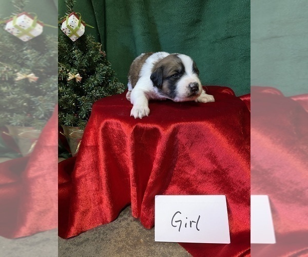 Medium Photo #2 Saint Berdoodle Puppy For Sale in WASHINGTON, IA, USA