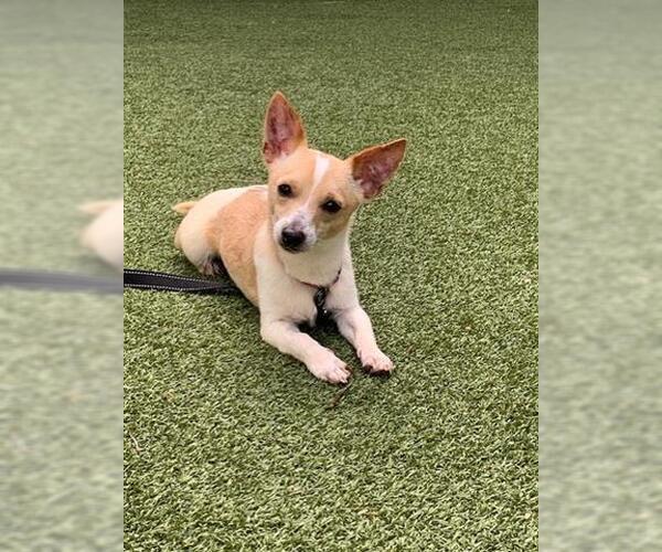 Medium Photo #2 Chihuahua Puppy For Sale in San Martin, CA, USA