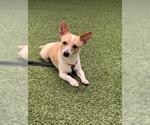Small #1 Chihuahua