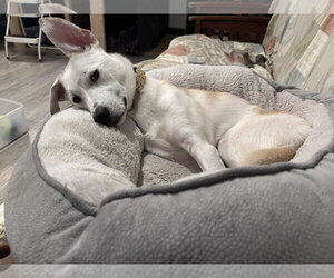 Byron - Male Labsky Dog for Adoption - Photo #10