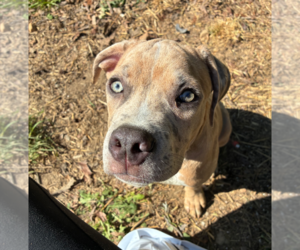 Boxer-Unknown Mix Dogs for adoption in Holly Springs, NC, USA