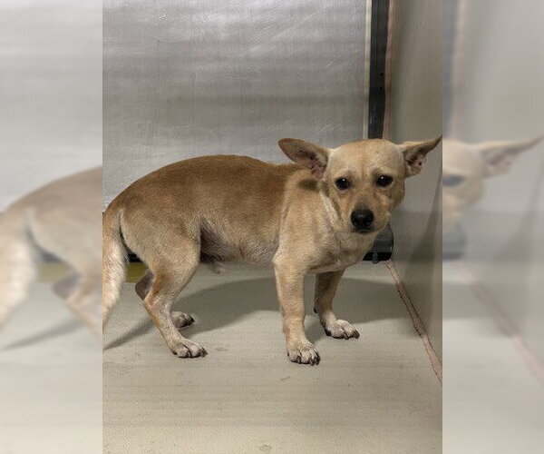 Medium Photo #1 Chihuahua Puppy For Sale in Bakersfield, CA, USA