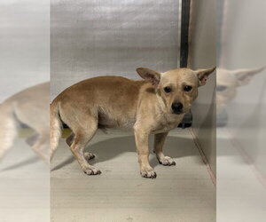 Chihuahua Dogs for adoption in Bakersfield, CA, USA