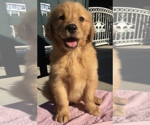 Golden Retriever Puppy for sale in SANTA ANA, CA, USA