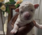 Puppy Snow YorkiePoo