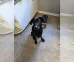 Small Labrador Retriever Mix