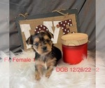 Small Photo #15 Yorkshire Terrier Puppy For Sale in HAMPTON, VA, USA