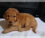 Puppy Male 2 Goldendoodle