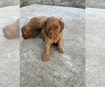 Small Photo #6 Cockapoo Puppy For Sale in STREATOR, IL, USA