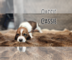 Small #1 Basset Hound