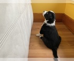 Small Photo #35 Border Collie Puppy For Sale in KANSAS CITY, MO, USA
