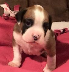 Boxer Puppy for sale in KIRKWOOD, IL, USA