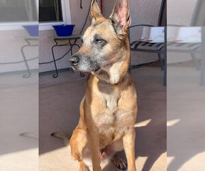 Mutt Dogs for adoption in Stevens Point, WI, USA