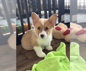 Pembroke Welsh Corgi Puppy for sale in GUTHRIE, KY, USA