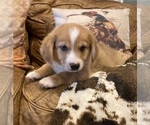 Small Photo #5 Aussie-Corgi Puppy For Sale in LUBBOCK, TX, USA