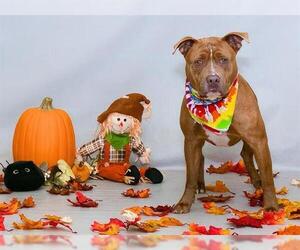 American Pit Bull Terrier-Unknown Mix Dogs for adoption in Sanford, FL, USA