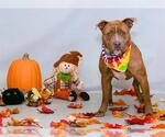 Small American Pit Bull Terrier Mix